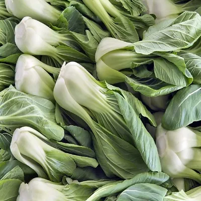 Bok Choy Cabbage Seeds | Heirloom | Non-GMO | Fresh Garden Seeds • $160