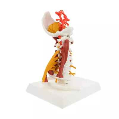 Cervical Spine Medical Science Human Anatomical Teaching Model With Muscle • $77.61