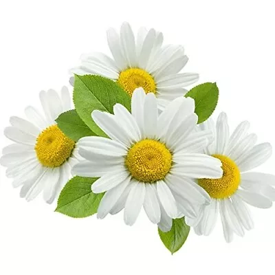 Herb Plants - Flowering Chamomile 'Sweet' - 6 X Plug Plant Pack • £20.95