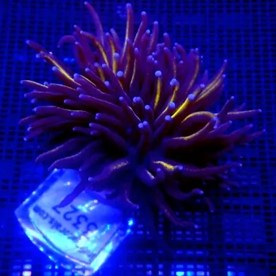 Dark Purple With Gold Torch Coral WYSIWYG IC 3327 - Indigo Corals • $68