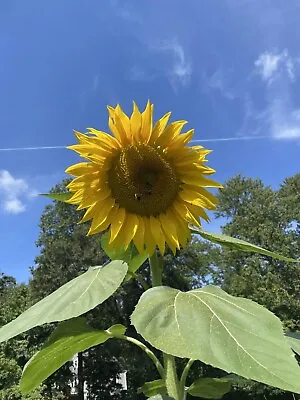 GIANT SUNFLOWER MIX 25 Seeds | Mongolian Mammoth  Skyscraper American Giant • $3.99