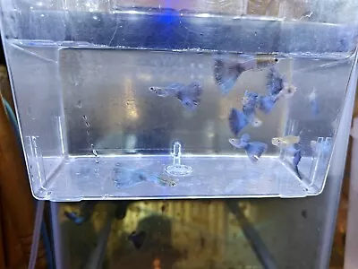 Beautiful Japan Blue Fancy Guppies • $36.99