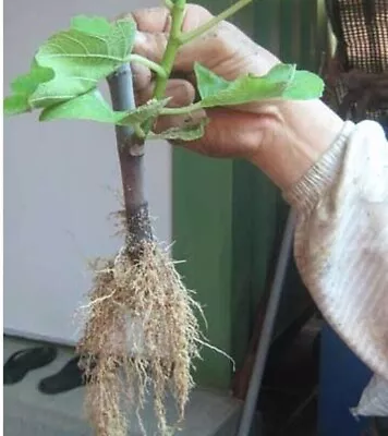 1x Live Tree Rooted  WHITE MADEIRA FIG TREE Figo Ficus Carica • $53