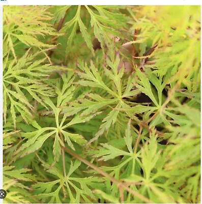 Acer Palmatum Dissectum Zaaling Graft  • £9.50