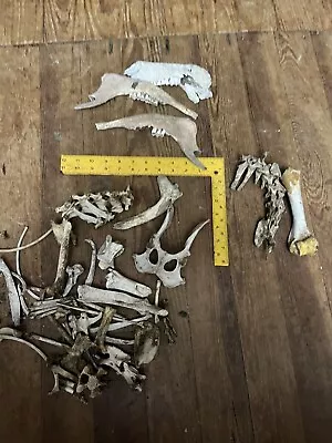 Real Authentic Animal Bones Lot Of Mixed Bone • $35