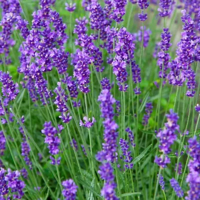 T&M English Lavender 'Munstead' Shrub 3 Pots + 1 Planter OR 6 Pots + 2 Planters • £29.99