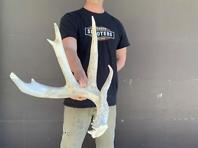 Massive 5 Point Whitetail Deer Shed Antlers Antler Horns Display Cabin • $99