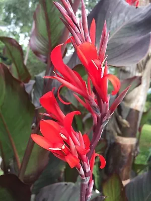 Canna Indica Cannalily Huge Fairy Lights Black Green Stripe Leaf 10 Seeds • $10