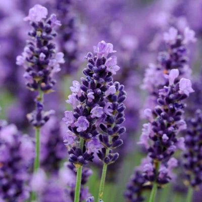 4x Pack Hardy English Lavender Hidcote Plug Plants Perennial Herbs • £8.49