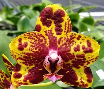 $45 • Buy FPOrchids Phalaenopsis GW Green World 'Snakeskin'