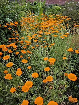 250 ORANGE MARGUERITE DAISY Anthemis Sancti-Johannis Chamomile Flower Herb Seeds • £2.41