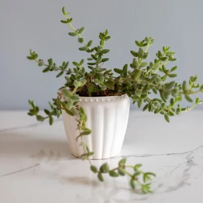 £24.99 • Buy T&M Houseplant Delosperma Echinatum Pickle Cactus Perennial 1x 12cm Potted Plant