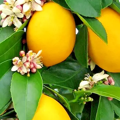 Citrus Meyeri MEYERS LEMON 1 Live 2-4ft. Mature Plant Edible Fruit Tree Fragrant • $60