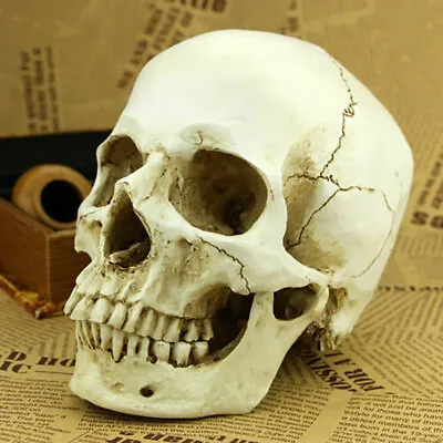 Human Skull Replica Resin Model Realistic Life Size 1:1 Skeleton Halloween Decor • £9.95