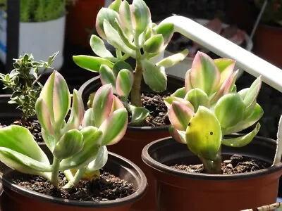 Crassula Ovata Variegated Tricolor Jade Plant Cuttings/Rooted X 1 • $2.50