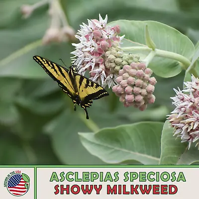 200 Showy Milkweed Seeds Monarch Butterfly & Pollinator Attractor Genuine USA • $3.95