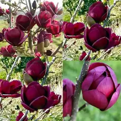 Genie Dark Red Yulan Magnolia Tree Seeds ~ Fragrant Flowers ~ Home Garden ~ • $6.99