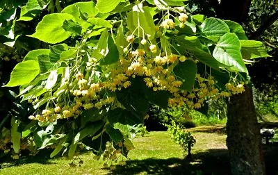 Linden Tree  Tilia Platyphyllos  *** Lime Tree / Finest 10 -Seeds. UK Seller. • £2.65