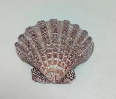 $7.95 • Buy Large Lions Paw Scallop Shell Purple Tone, Beach Decor Baking Smudging 5.25 X5 