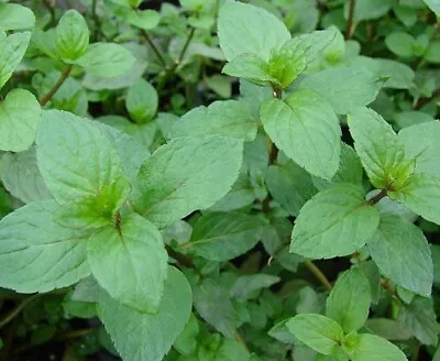 Basil Mint- Aromatic Flowering Herb Plant 9cm Pots • £6