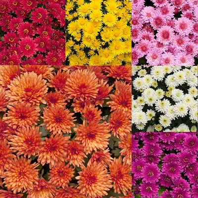 £14.75 • Buy 6x Chrysanthemum New Hardy Mum Collection Plug Plants - 24HR DISPATCH