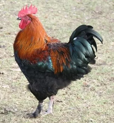 FRENCH BLACK COPPER MARAN HATCHING EGGS. 12 Eggs Greenfire Farms Stock Organic • $54