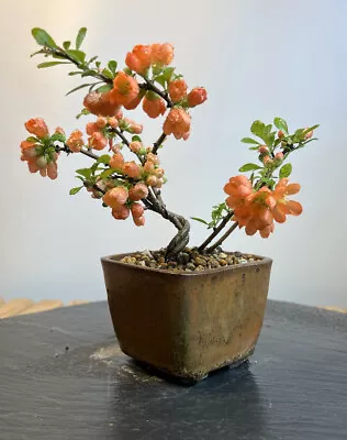 Way Of Life Bonsai Tree - Chojubai - Flowering Quince - FREE UK DELIVERY • £180