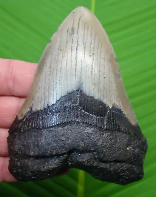 MEGALODON SHARK TOOTH  - 4 & 5/8 In. SHARKS TEETH - W/ DISPLAY STAND - MEGLADONE • $160