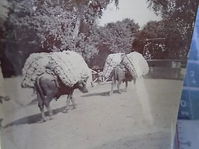 Mhow   Area  Village Scene  Oxen  Nwf  Khyber Area Ww1  Era  Photograph  10/5 Cm • £16.99