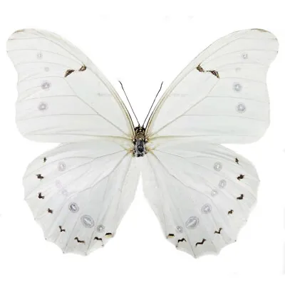 Morpho Polyphemus ONE REAL BUTTERFLY WHITE UNMOUNTED WINGS CLOSED • $20