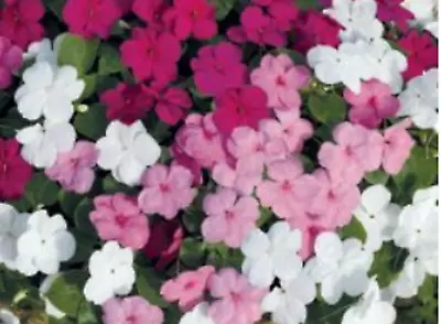 40 Impatiens  Mixed F1  BIzzie Lizzie Hanging Basket Bedding Patio Plug Plants • £8