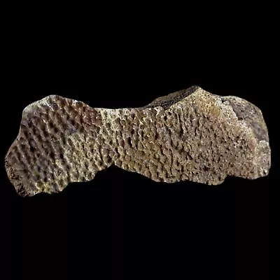 $75.99 • Buy 4.4  Fossil Turtle Shell Ribs Attached Lance Creek Formation WY Cretaceous Age