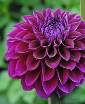 20 SEEDS For Purple DAHLIA Rare Flower Exotic Bloom Garden Plant Bush USA Seller • $7.75