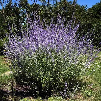 T&M Perovskia Blue Spire Garden Summer Flowering Hardy Shrub 9cm Potted Plant • £13.99