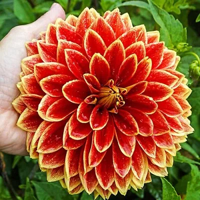 1 - DUTCH CARNIVAL Dinnerplate Dahlia Flower Bulb Tuber Cluster * FESTIVE COLORS • $12.85