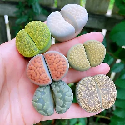 $8.99 • Buy Live Plant-Extra Large Lithops (1.2 )|GIANT, Rare Succulents, Living Stones