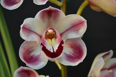 $14 • Buy Cymbidium Kimberley Splash 'Tee Pee' 100mm Pot