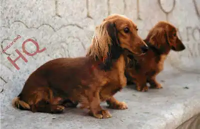 Picture Postcard::Dog Dachshund Sausage Dog • £2.39