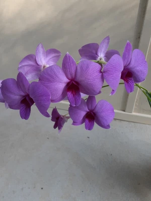 $55 • Buy Dendrobium Bigibbum ( Wilkos Best X Neils Choice) X Self  Plant Six