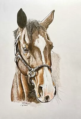 COA Original Art Drawing Pencils Bay Brown Horse Portrait Equestrian 8”x10  A4 • £40.16