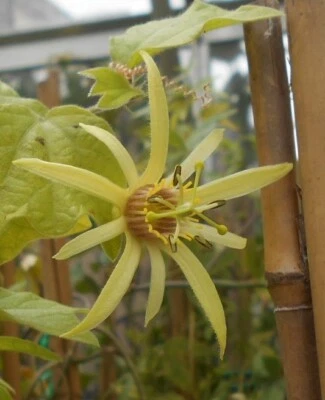 £5.95 • Buy A Young Passion Flower Passiflora Timben Plant ( Climber Vine )