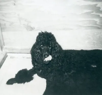 BC271 Original Vintage Photo BLACK POODLE DOG C 1970 • $5.50
