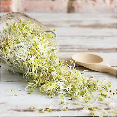 BROCCOLI SPROUTS 50g-2kg SEEDS NON-GM Untreated BROCOLI SPROUT Sprouting EDIBLE • $198.18