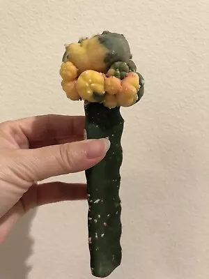 Rare Cactus Live Plant Grafted Variegated • $58