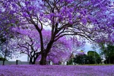 JACARANDA MIMOSIFOLIA BLUE FLAMBOYAN Rare Flowering Tree Seed 20 Seeds • £4.31