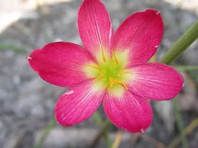 Rain Lily Zephyranthes Katherinae Var. Rubra 1 Bulb NEW RARE Habranthus • $30