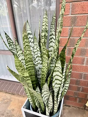 3 Sansevieria Snake Plant Easy-Care Indoor Outdoor Mother-in-Law's Tongue • $30