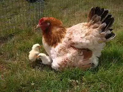 6 Wheaten/splash Maran Hatching Eggs • £17.99