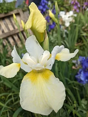 £6 • Buy Iris Sibirica - Viel Creme - Siberian Iris - Hardy Flowering Garden Patio Iris