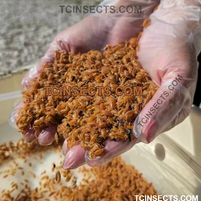 1000ct Live Powder Orange Isopods BULK - WHOLESALE - PACK - COMBO • $215